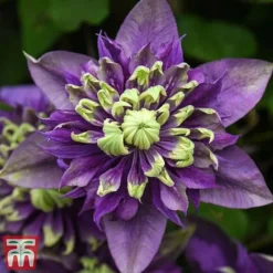 Clematis Florida 'Taiga' -Florist Zone taiga5