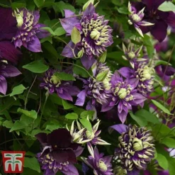 Clematis Florida 'Taiga' -Florist Zone taiga6