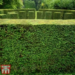 Taxus Baccata 10 Taxus Baccata -Florist Zone taxu baca4