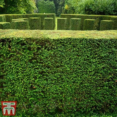 Taxus Baccata 3 Taxus Baccata - Image 3