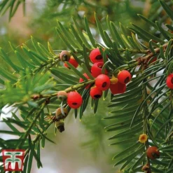 Taxus Baccata 11 Taxus Baccata -Florist Zone taxu baca5