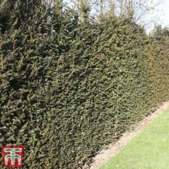 Taxus Baccata 14 Taxus Baccata -Florist Zone taxu baca6