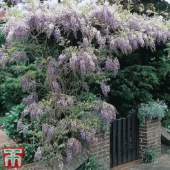 Wisteria Sinensis -Florist Zone tmw