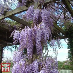 Wisteria Sinensis -Florist Zone tmw2