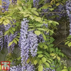 Wisteria Sinensis -Florist Zone tmw6