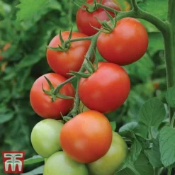 Tomato Gardeners Favourite Collection (Grafted) -Florist Zone toma gard2