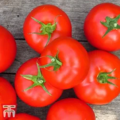 Tomato Gardeners Favourite Collection (Grafted) -Florist Zone toma gard3