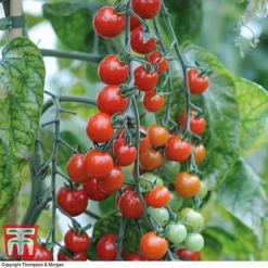 Tomato Trio Collection -Florist Zone tomato sweet611