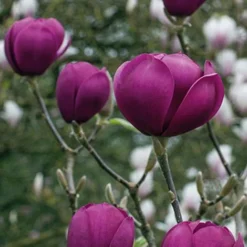Magnolia 'Black Tulip' -Florist Zone tulip3
