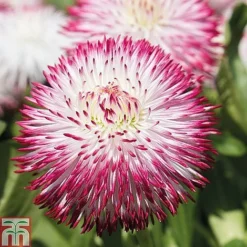 Ultimate Winter Bedding Collection -Florist Zone ult col WKC1594 C1