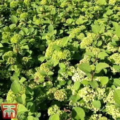 Viburnum Plicatum F. Tomentosum -Florist Zone vibu granno