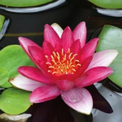 Water Lily Red With Pond Basket -Florist Zone water red NOW1