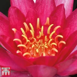 Water Lily Red With Pond Basket -Florist Zone water red21