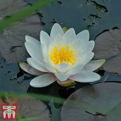 Water Lily White With A Pond Basket -Florist Zone water white22