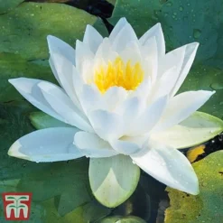 Water Lily White With A Pond Basket -Florist Zone water white3