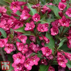 Weigela 'Towers Of Flowers'&reg; Duo -Florist Zone weig ch2