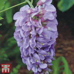 Wisteria Sinensis 'Amethyst'
