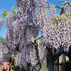 Wisteria Sinensis 'Prolific' 11 Wisteria Sinensis 'Prolific' -Florist Zone wist2