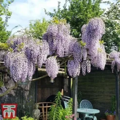 Wisteria Sinensis 'Prolific' 14 Wisteria Sinensis 'Prolific' -Florist Zone wist3