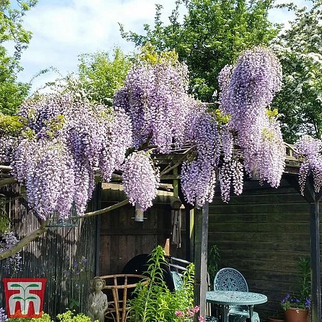 Wisteria Sinensis 'Prolific' 7 Wisteria Sinensis 'Prolific' - Image 7