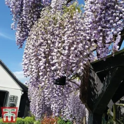 Wisteria Sinensis 'Prolific' 15 Wisteria Sinensis 'Prolific' -Florist Zone wist4