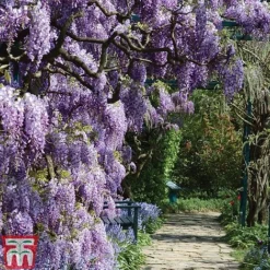 Wisteria Frutescens 'Amethyst Falls'