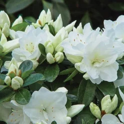 Azalea 'Dwarf Collection' -Florist Zone z AZAL T51899 A h