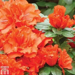 Azalea 'Dwarf Collection' -Florist Zone z AZAL T51901 A h