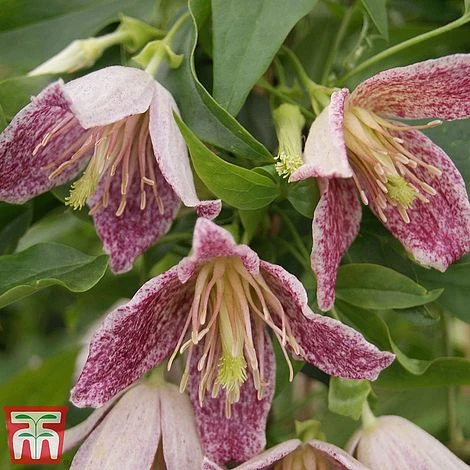 Clematis Duo Collection 2 Clematis Duo Collection - Image 2