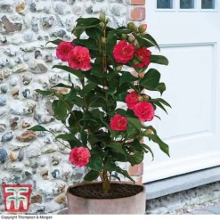 Camellia 'Blooming Wonder' Trio -Florist Zone z Camellia Blooming Wonder Red