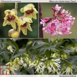 Fragrant Winter Shrub Collection