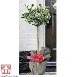 Holly 'Golden King' (Standard Tree) -Florist Zone z HOLL TG60206 C