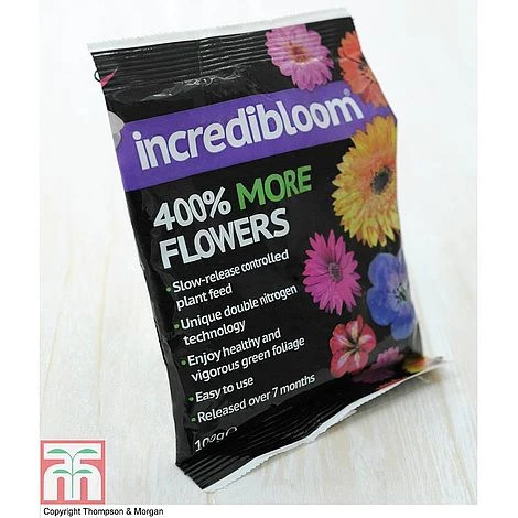 Clematis 'New Love' 10 Clematis 'New Love' - Image 10