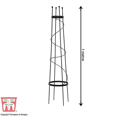 Clematis Duo Collection 4 Clematis Duo Collection - Image 4