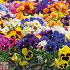 Pansy Summertime Mix (Garden Ready) -Florist Zone z PANS P85592 A4