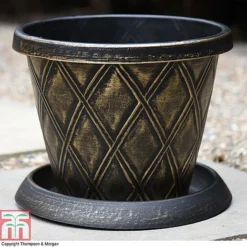 Clematis 'New Love' 18 Clematis 'New Love' -Florist Zone z PATI T56850P A36