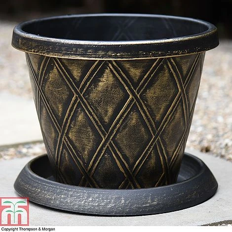 Clematis 'New Love' 9 Clematis 'New Love' - Image 9