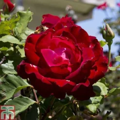 Rose 'Breeder's Choice Collection' (Hybrid Tea Rose) -Florist Zone z ROSE T59107 A h