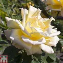 Rose 'Breeder's Choice Collection' (Hybrid Tea Rose) -Florist Zone z ROSE T59108 A h