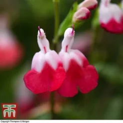 Salvia 'Hot Lips' -Florist Zone z SALV T51410 C1