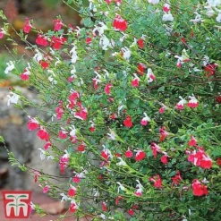 Salvia 'Hot Lips' -Florist Zone z SALV T51410 E