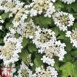 Viburnum Duo -Florist Zone z VIBR T14749 C
