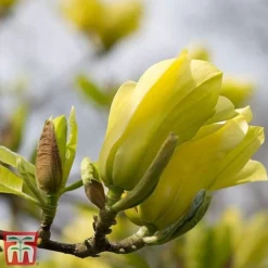 Magnolia X Brooklynensis 'Yellow Bird' -Florist Zone z yellow11