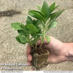 Alstroemeria 'Tree Everest Mix' -Florist Zone zalstro jumbo size11