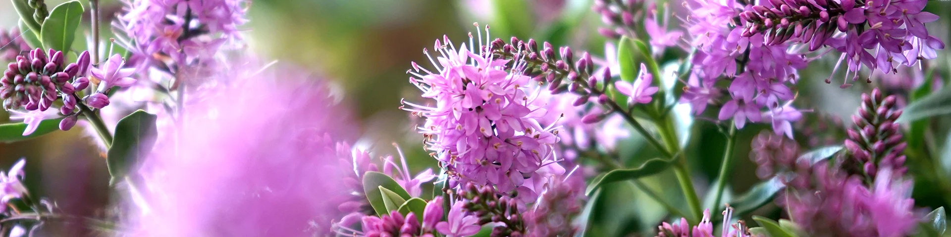 Florist Zone -Florist Zone SHRUBS AND CLIMBERS DESKTOP