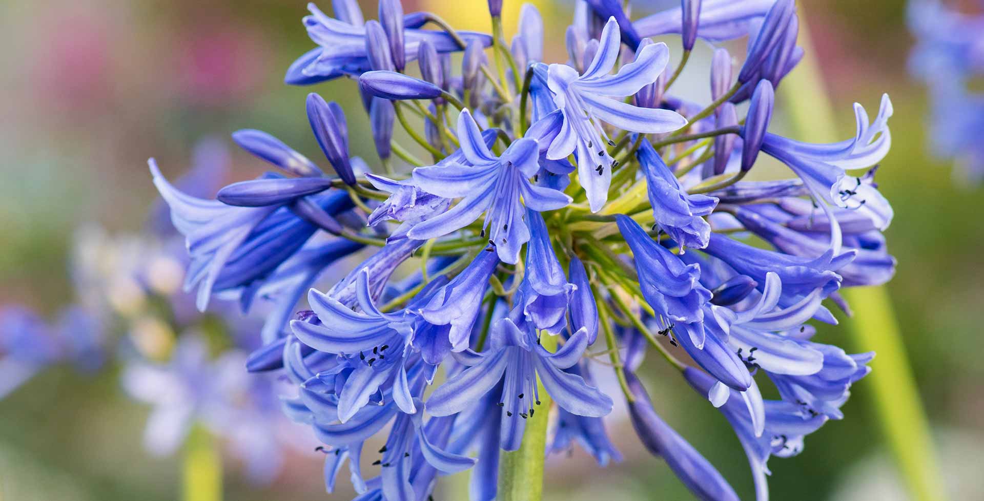 Florist Zone -Florist Zone agapanthus desktop hero 1920x978 1