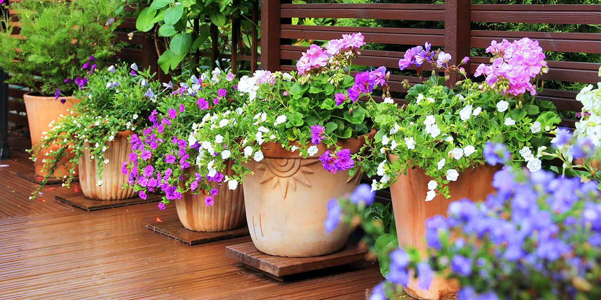 Florist Zone -Florist Zone platt hill container design tips magenta petunia flowers terra cotta pots